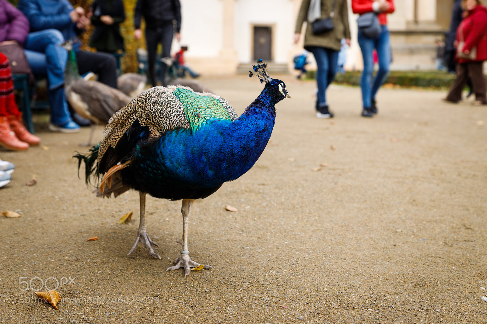 Canon EOS 6D Mark II sample photo. Turning heads photography