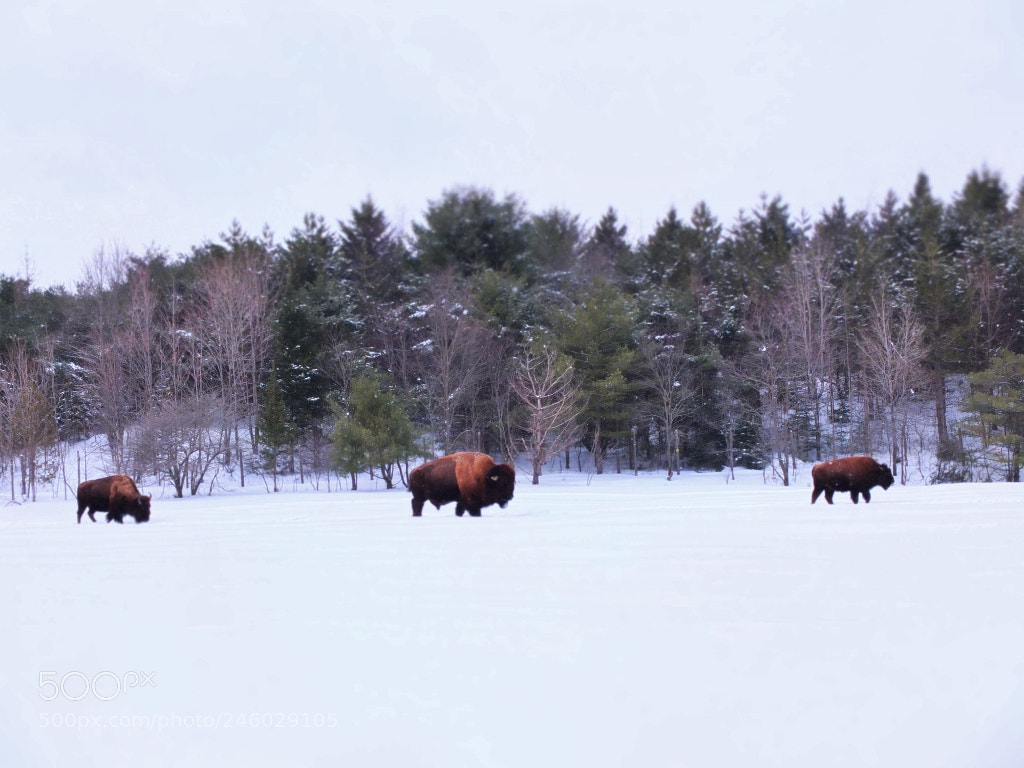 Fujifilm X10 sample photo. Triplets in the cold photography