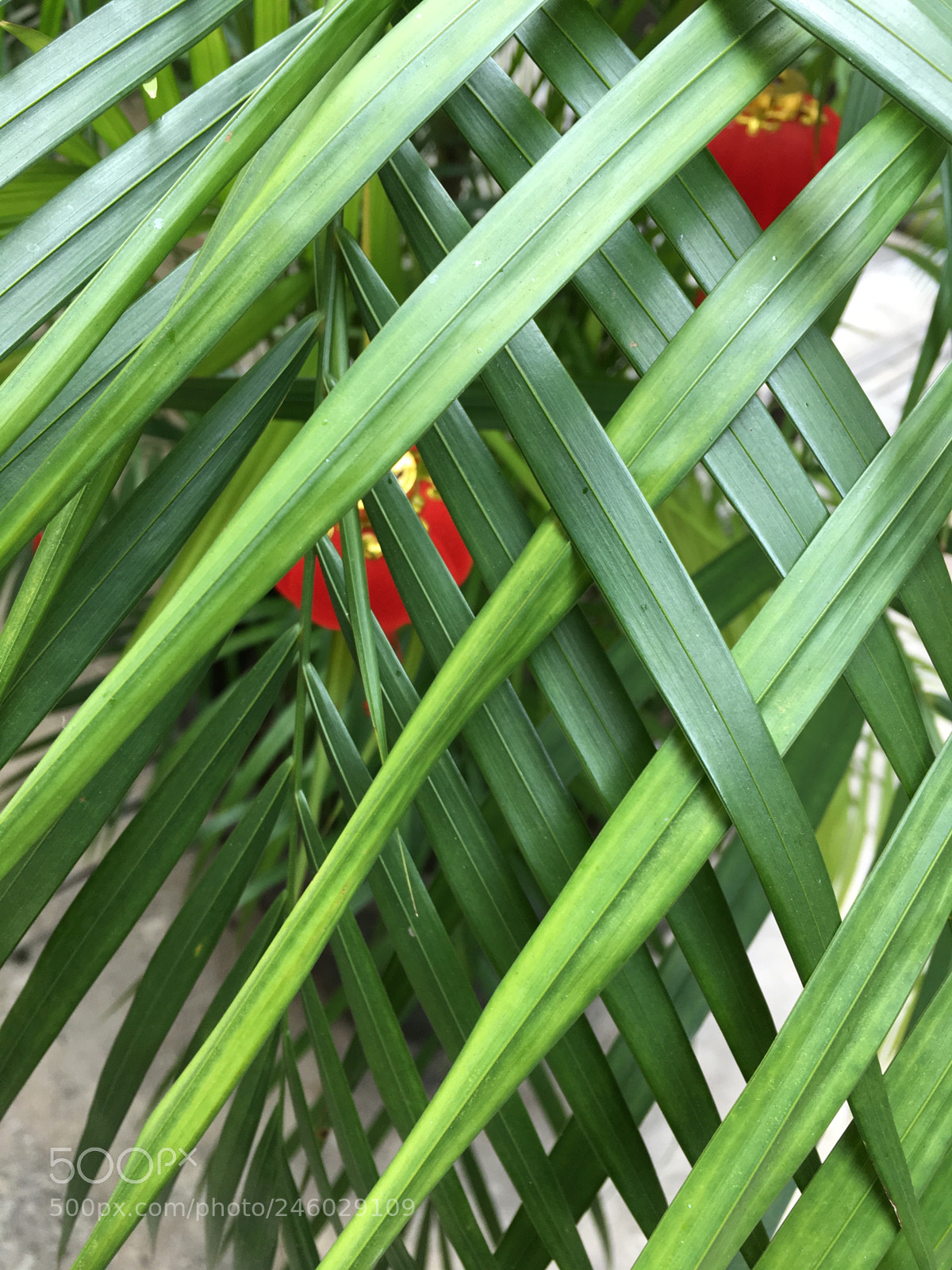 Apple iPhone 6s sample photo. Red in the green photography