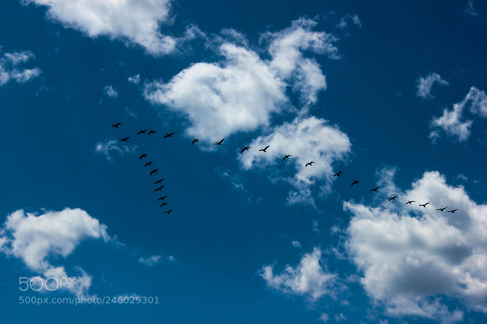 Canon EOS 550D (EOS Rebel T2i / EOS Kiss X4) sample photo. Aves migrando.toronto. photography
