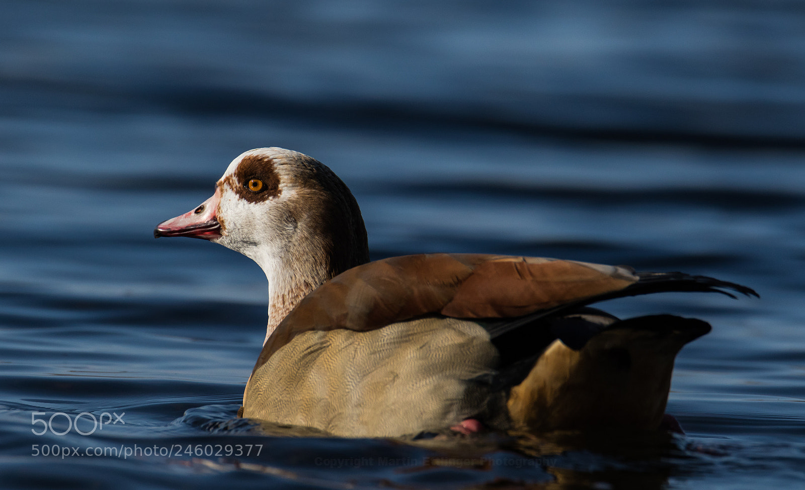 Canon EOS 7D Mark II sample photo. Egyptian goose alopochen aegyptiaca photography