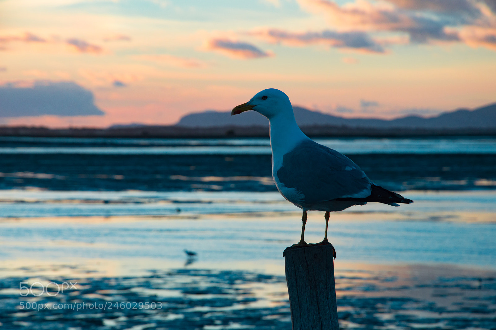 Nikon D3200 sample photo. Seagull photography