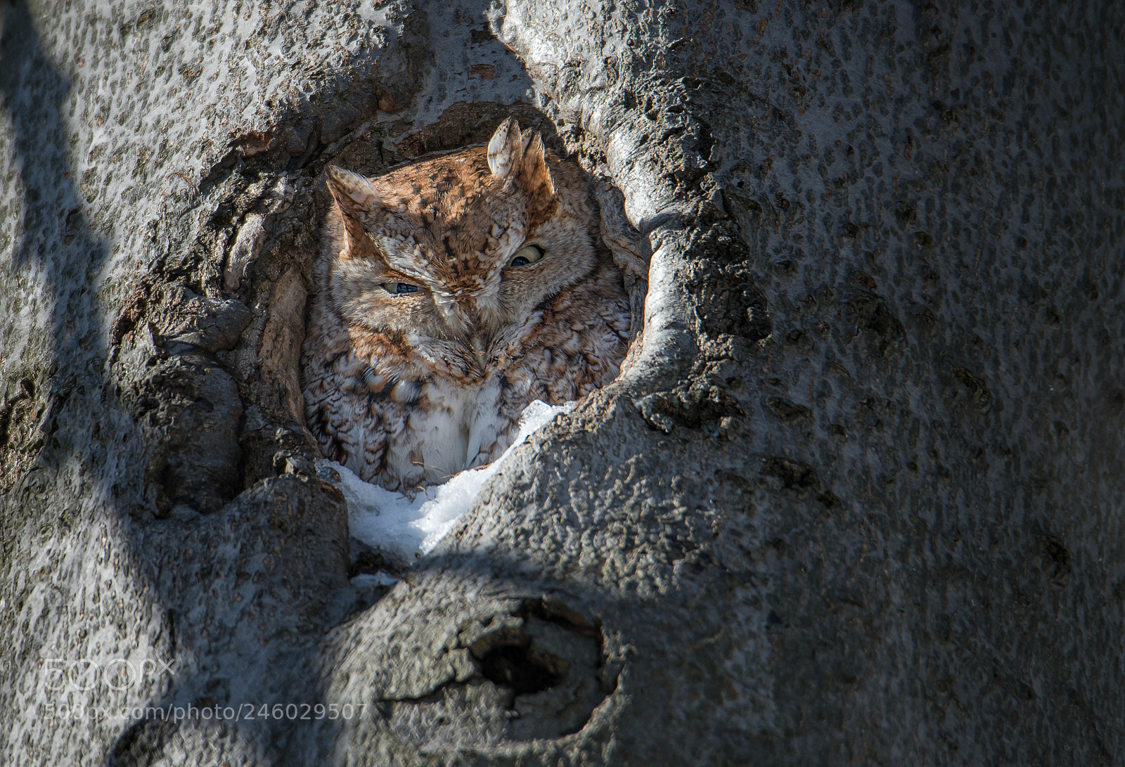 Nikon D500 sample photo. Petit duc photography