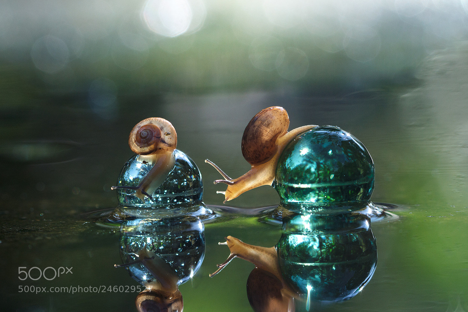 Canon EOS 7D sample photo. Snail, snails, water, reflection photography
