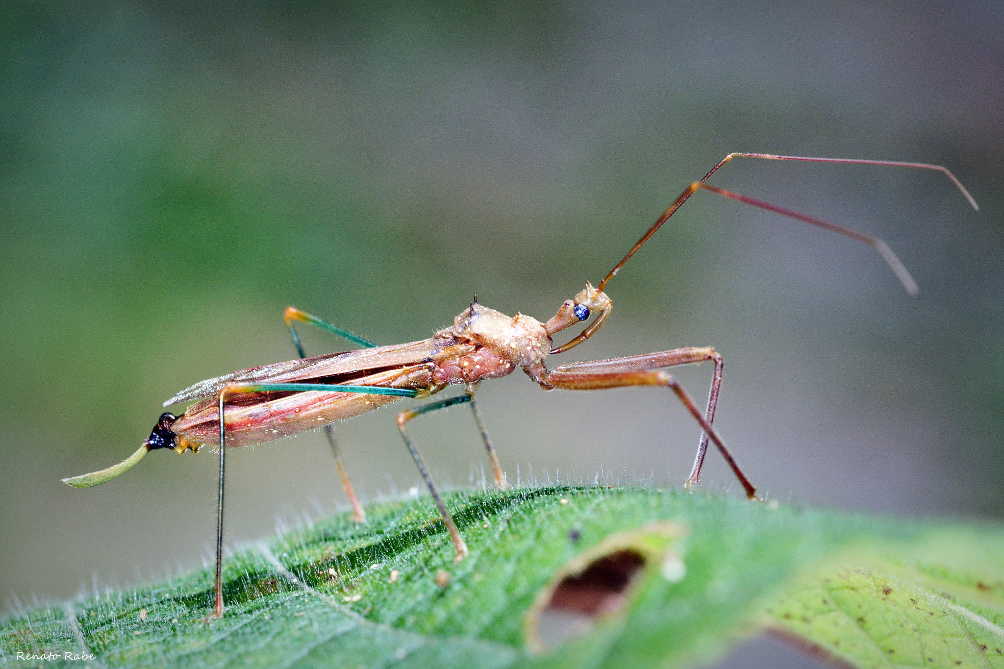 Nikon D5200 + Sigma 105mm F2.8 EX DG OS HSM sample photo