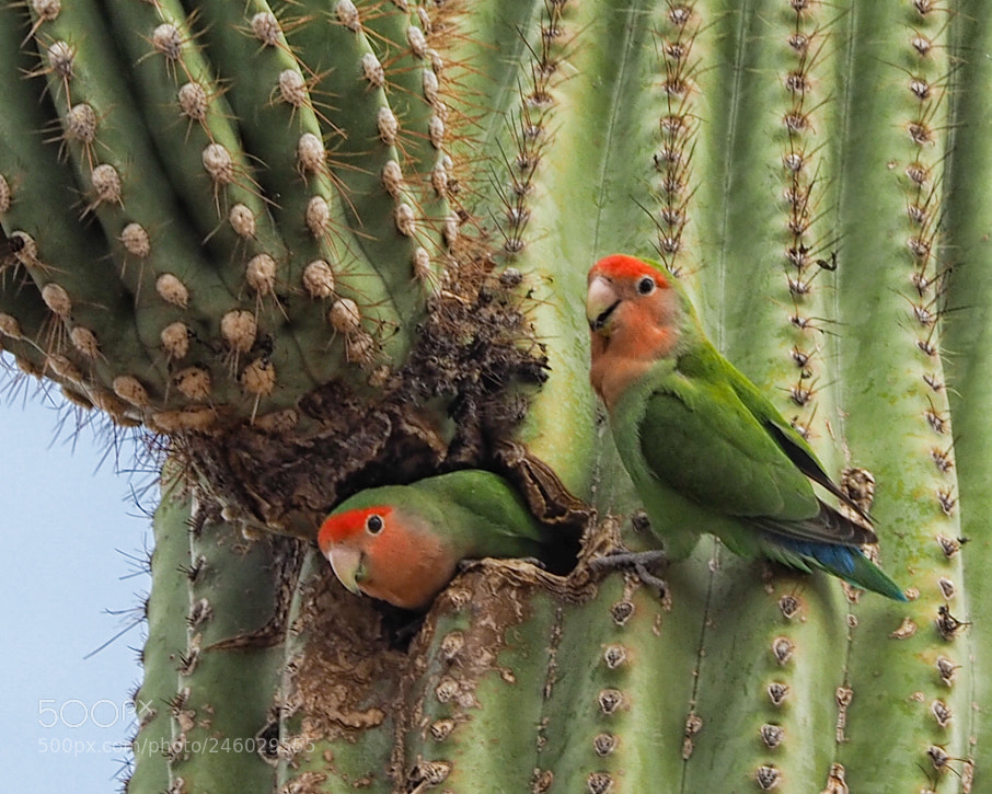 Olympus OM-D E-M5 II sample photo. Rosy-faced lovebird photography