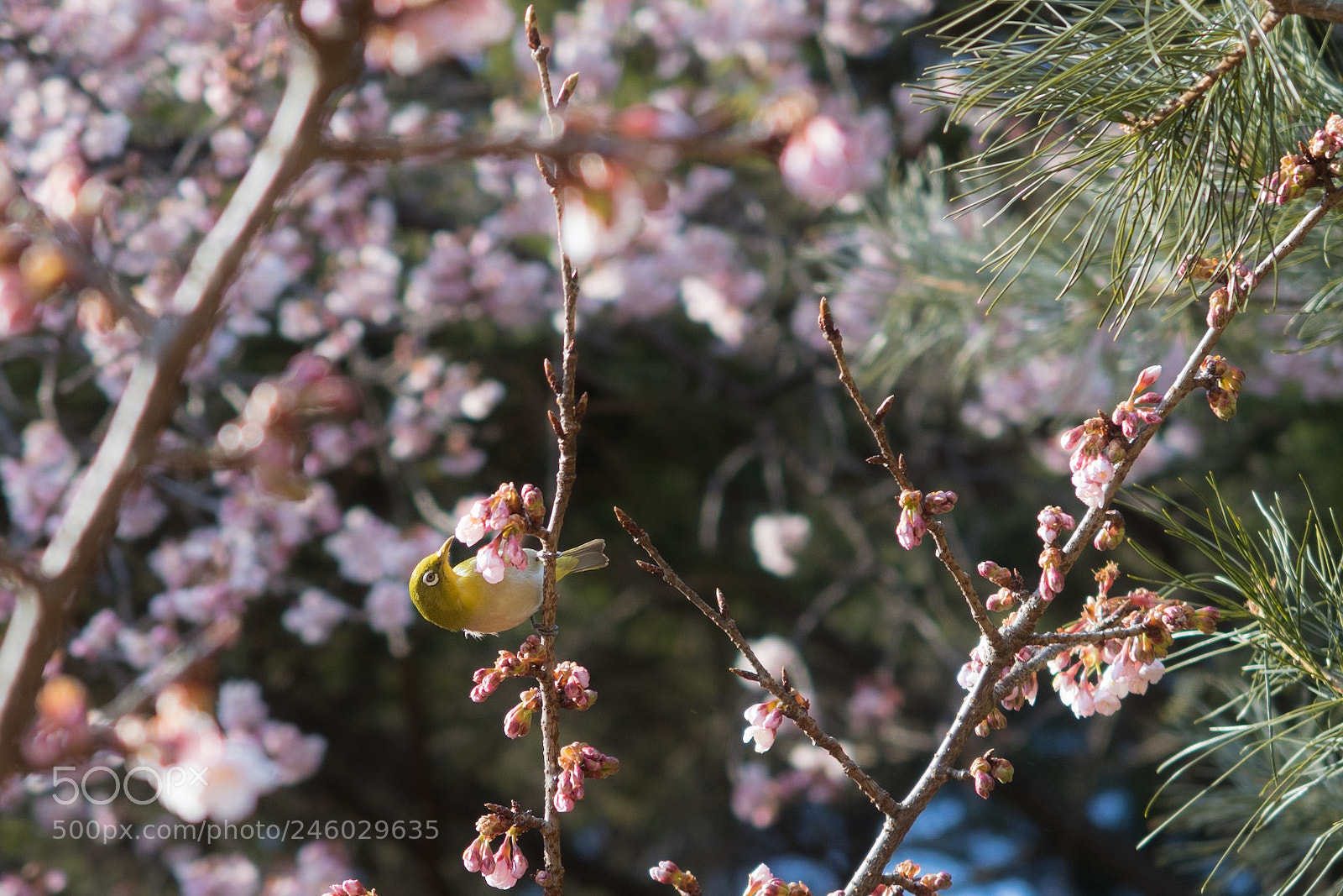 Canon PowerShot G7 X Mark II sample photo. Spring has come photography