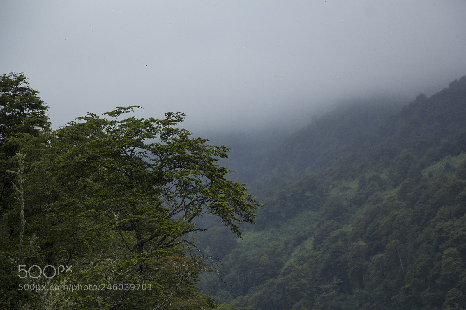 Canon EOS 60D sample photo. Reserva nacional vicente perez photography