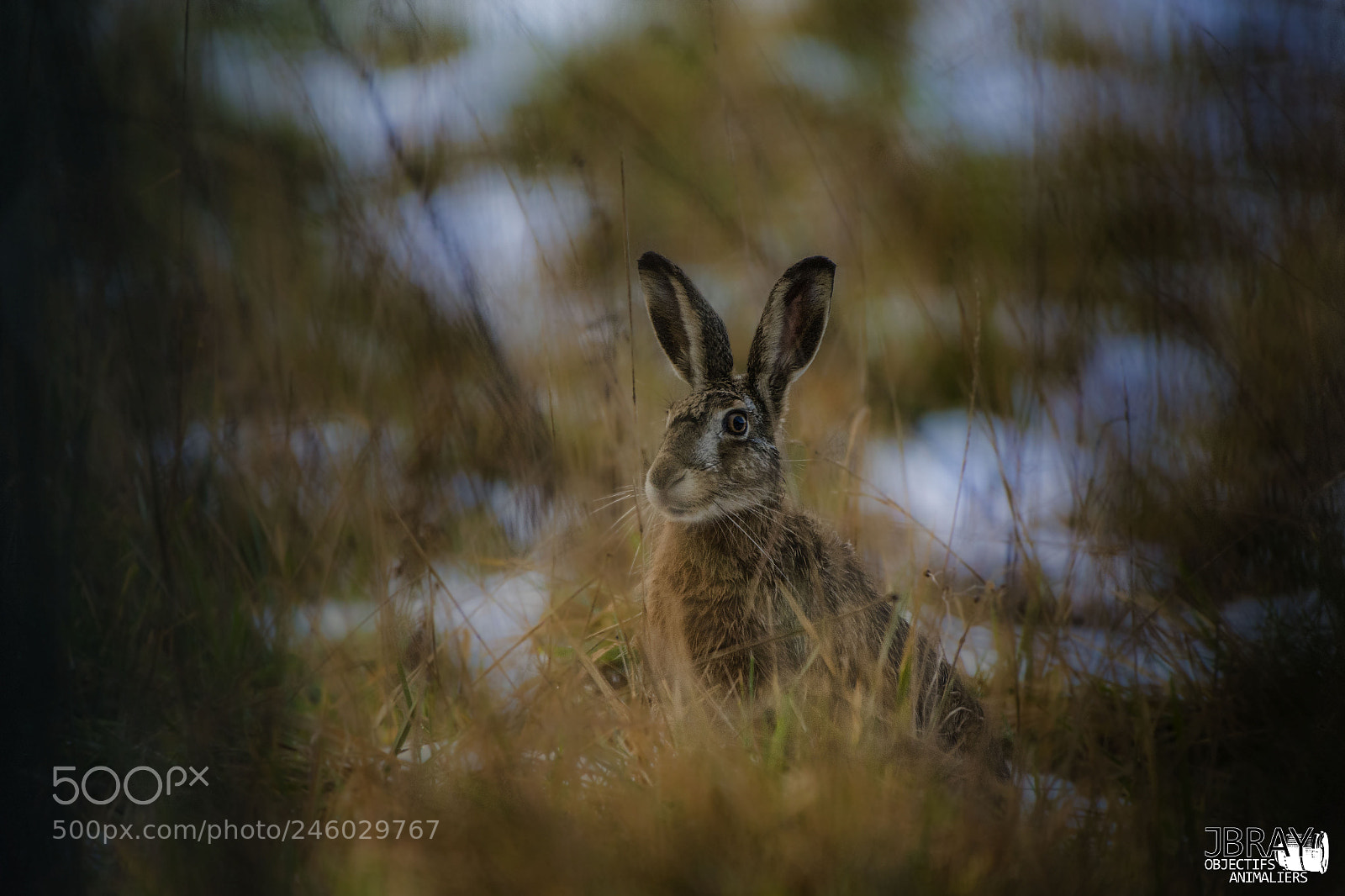 Nikon D7200 sample photo. Hare photography