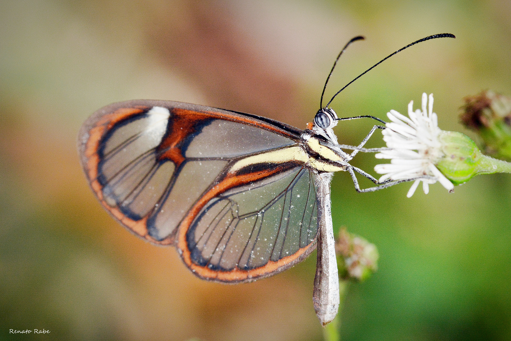 Nikon D5200 + Sigma 105mm F2.8 EX DG OS HSM sample photo