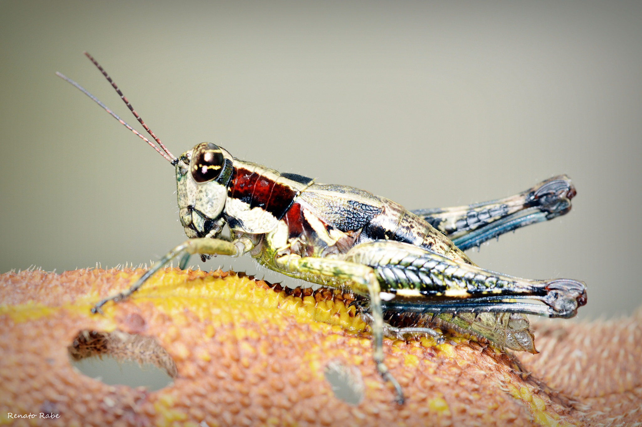 Sigma 105mm F2.8 EX DG OS HSM sample photo