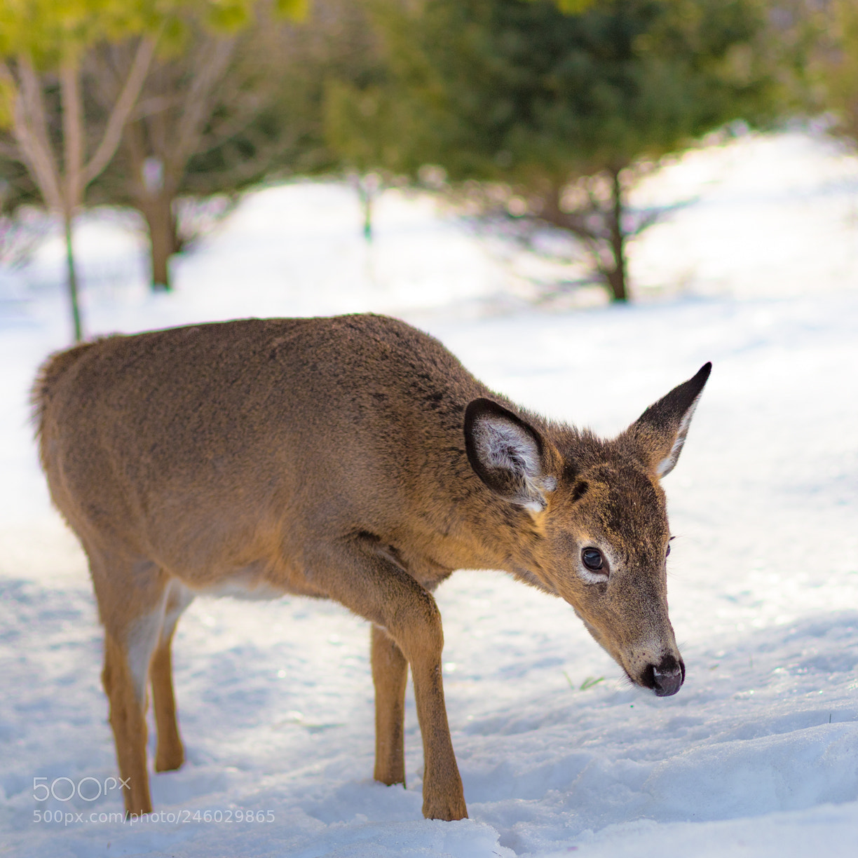 Canon EOS 6D Mark II sample photo. Bambi in the snow photography