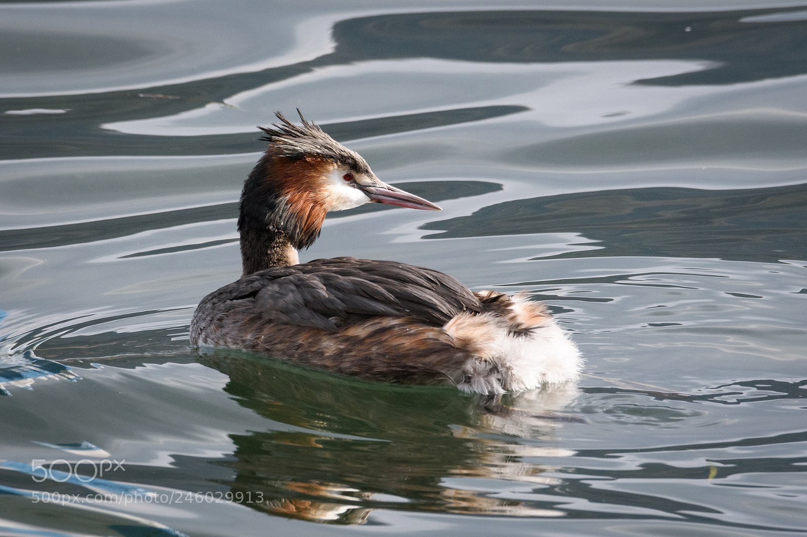 Nikon D7200 sample photo. Great crested grebe photography