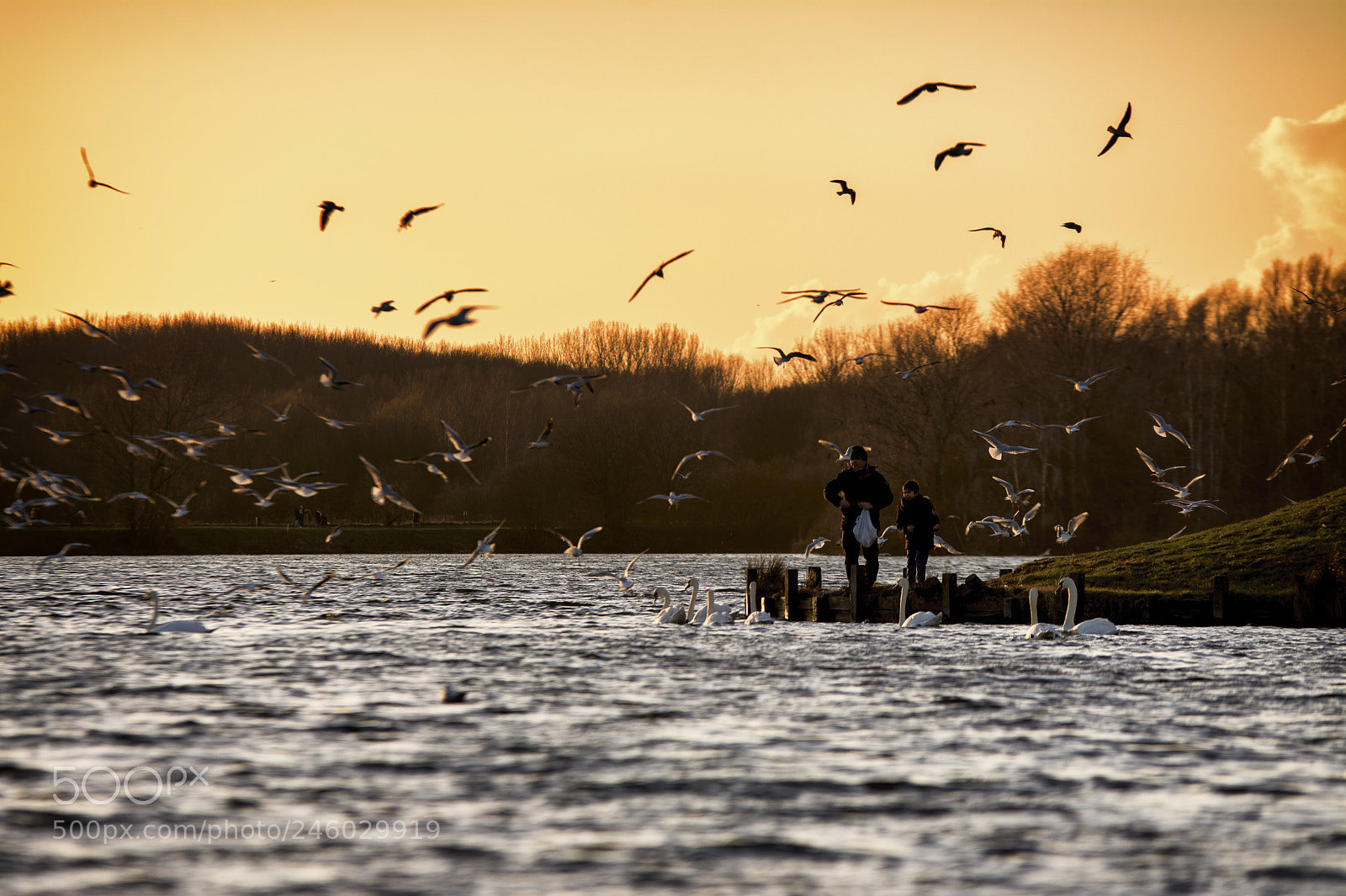 Nikon D7100 sample photo. Bread for black-headed gulls photography