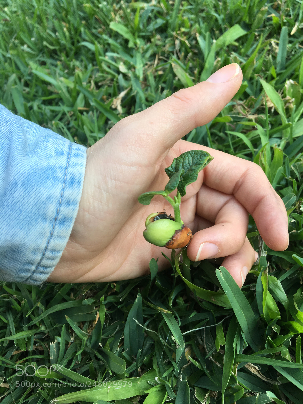 Apple iPhone 6s sample photo. We found out, these photography