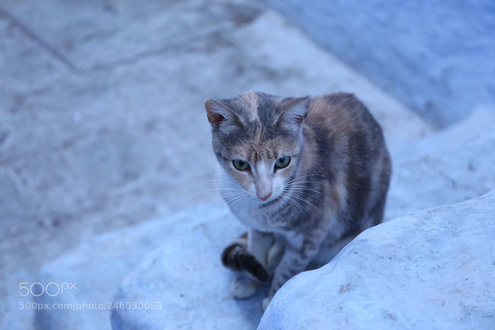 Canon EF 24-70mm F4L IS USM sample photo. シャウエン photography