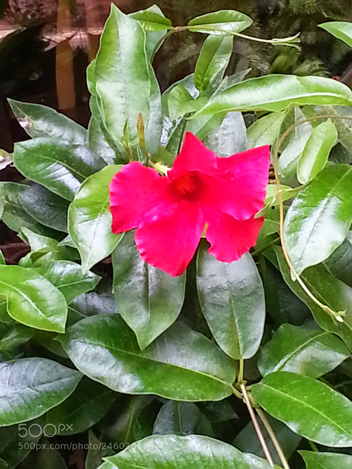 Samsung Galaxy S3 sample photo. Blossoming photography