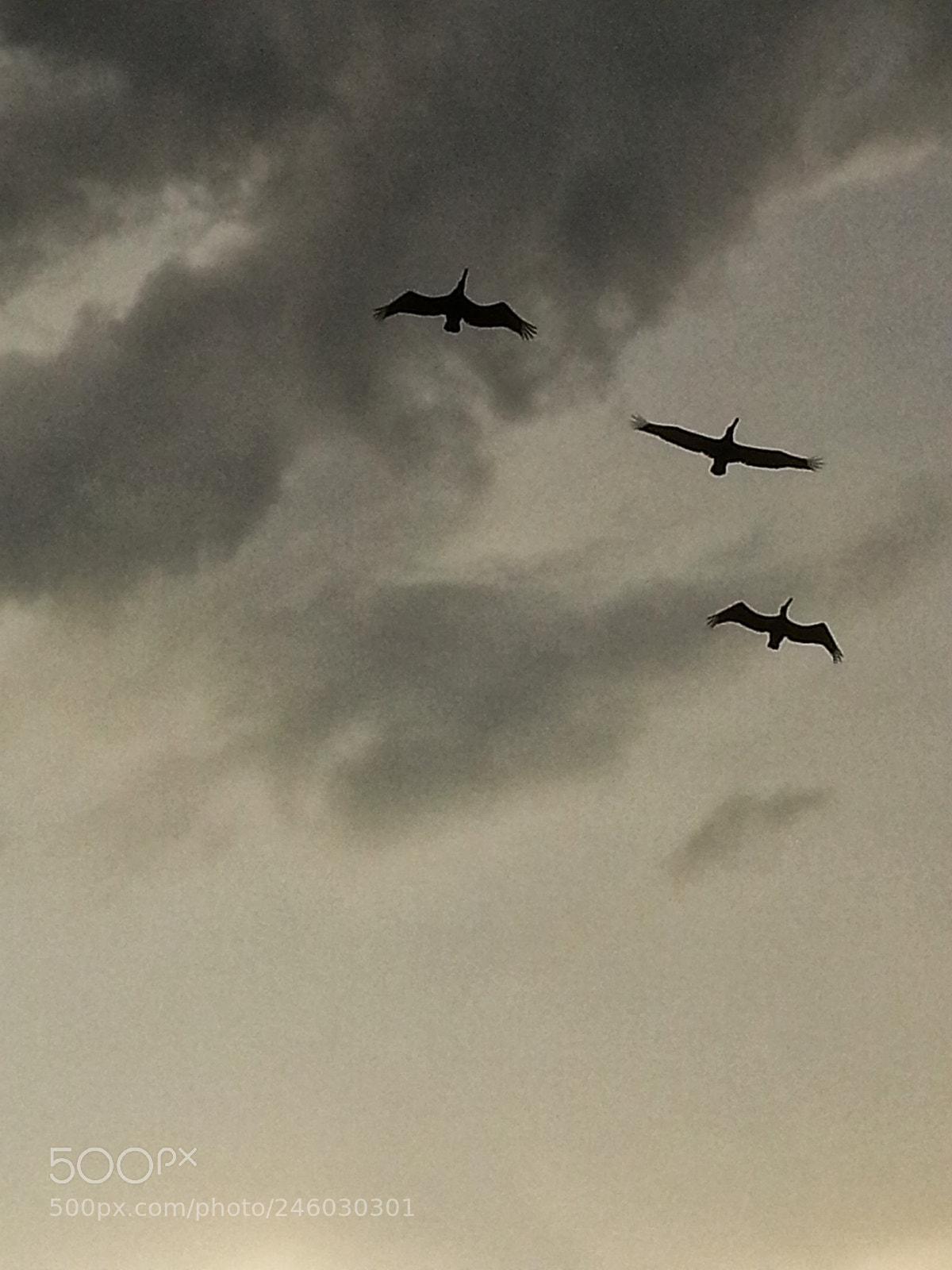 Samsung Galaxy S3 sample photo. Flying high photography