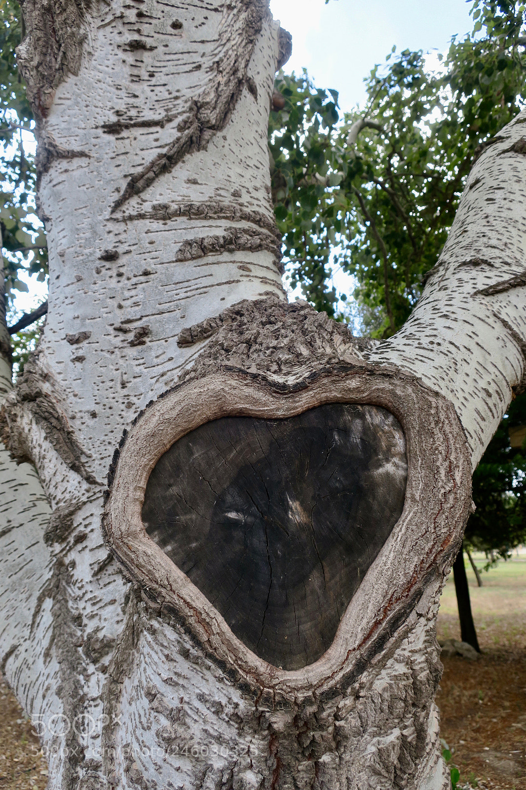 Canon PowerShot G9 X sample photo. Love with roots photography