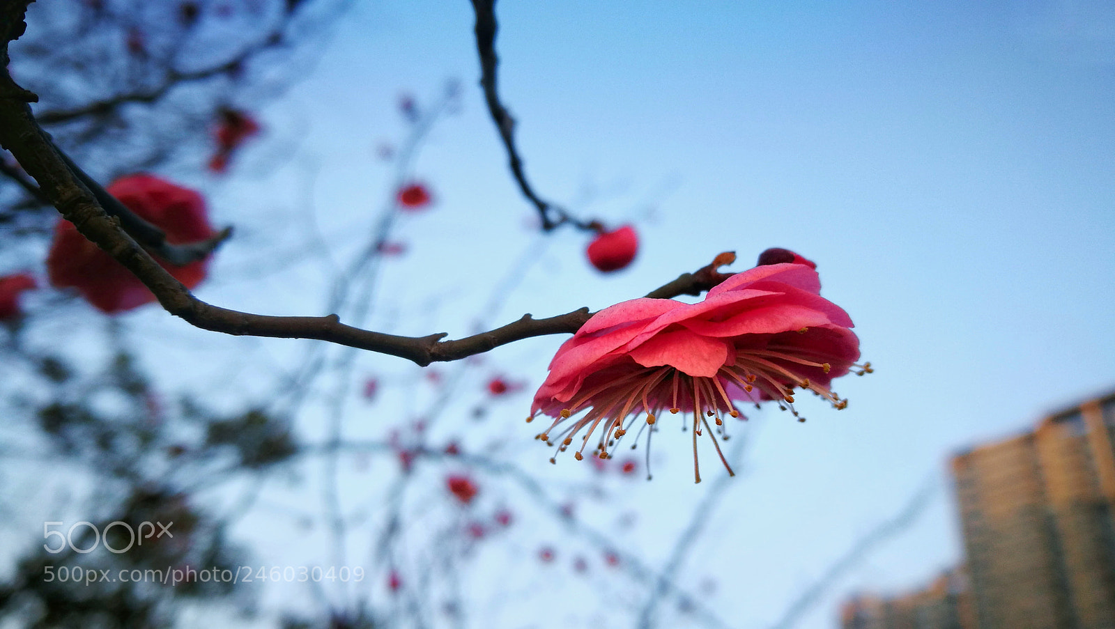 HUAWEI P9 sample photo. 红梅 photography