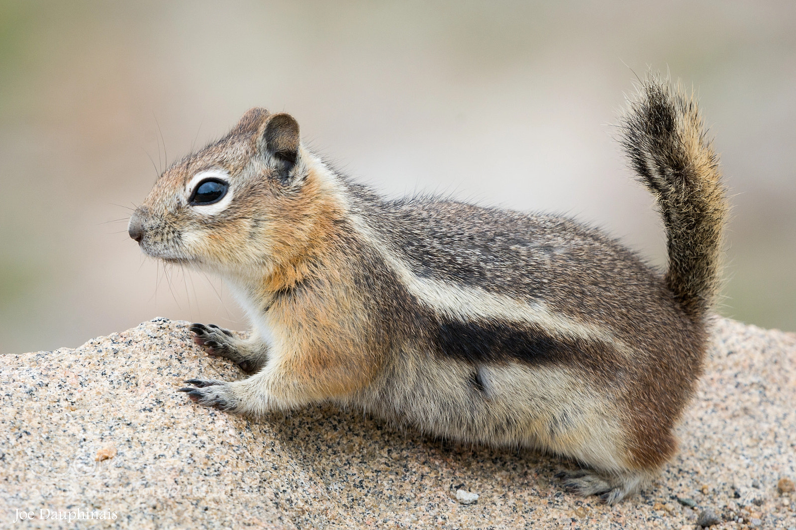 Nikon D7100 sample photo. Golden-mantled ground squirrel photography