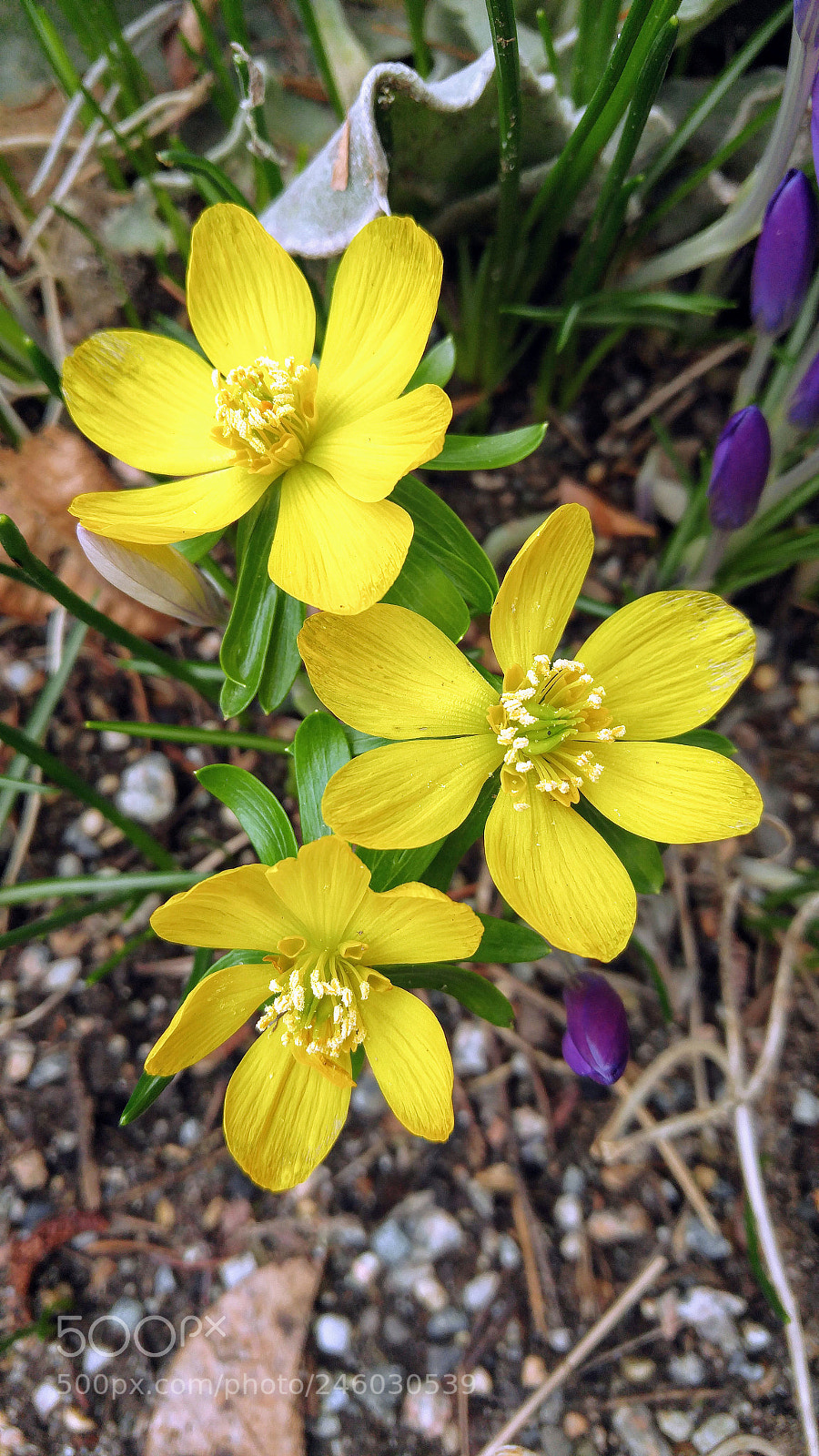 LG G4 sample photo. Little yellow beauties photography