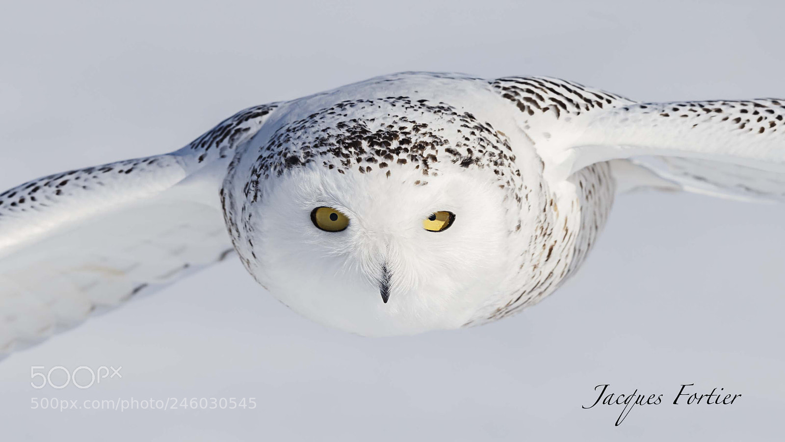 Canon EOS-1D X sample photo. Snowy owl photography