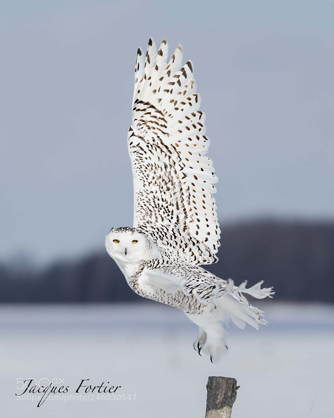 Canon EOS-1D X sample photo. Snowy owl photography