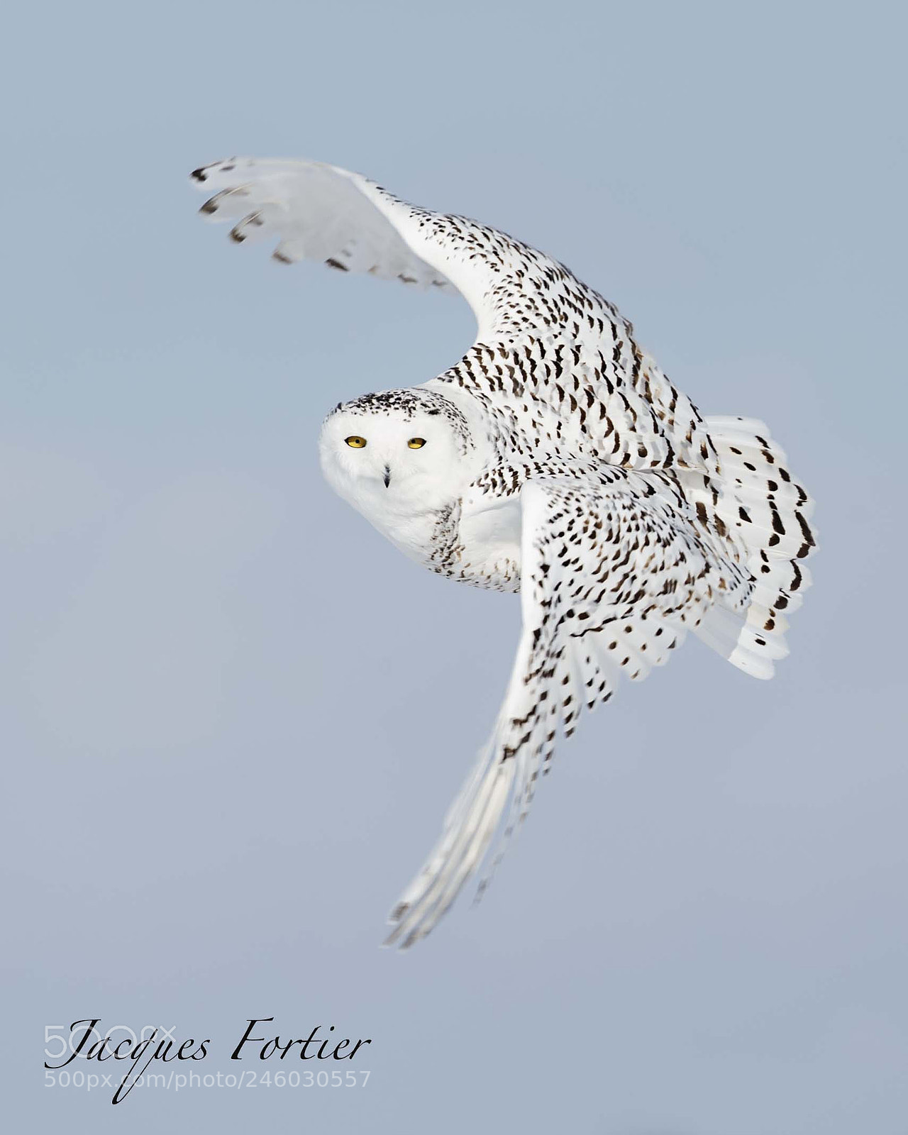 Canon EOS-1D X sample photo. Snowy owl photography