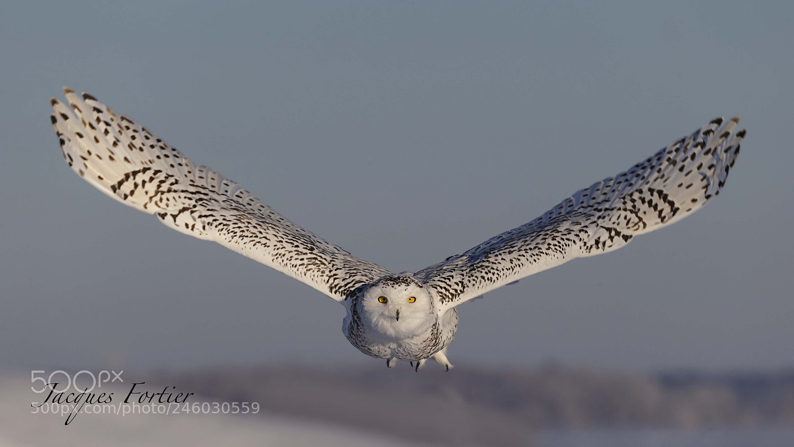 Canon EOS-1D X sample photo. Snowy owl photography