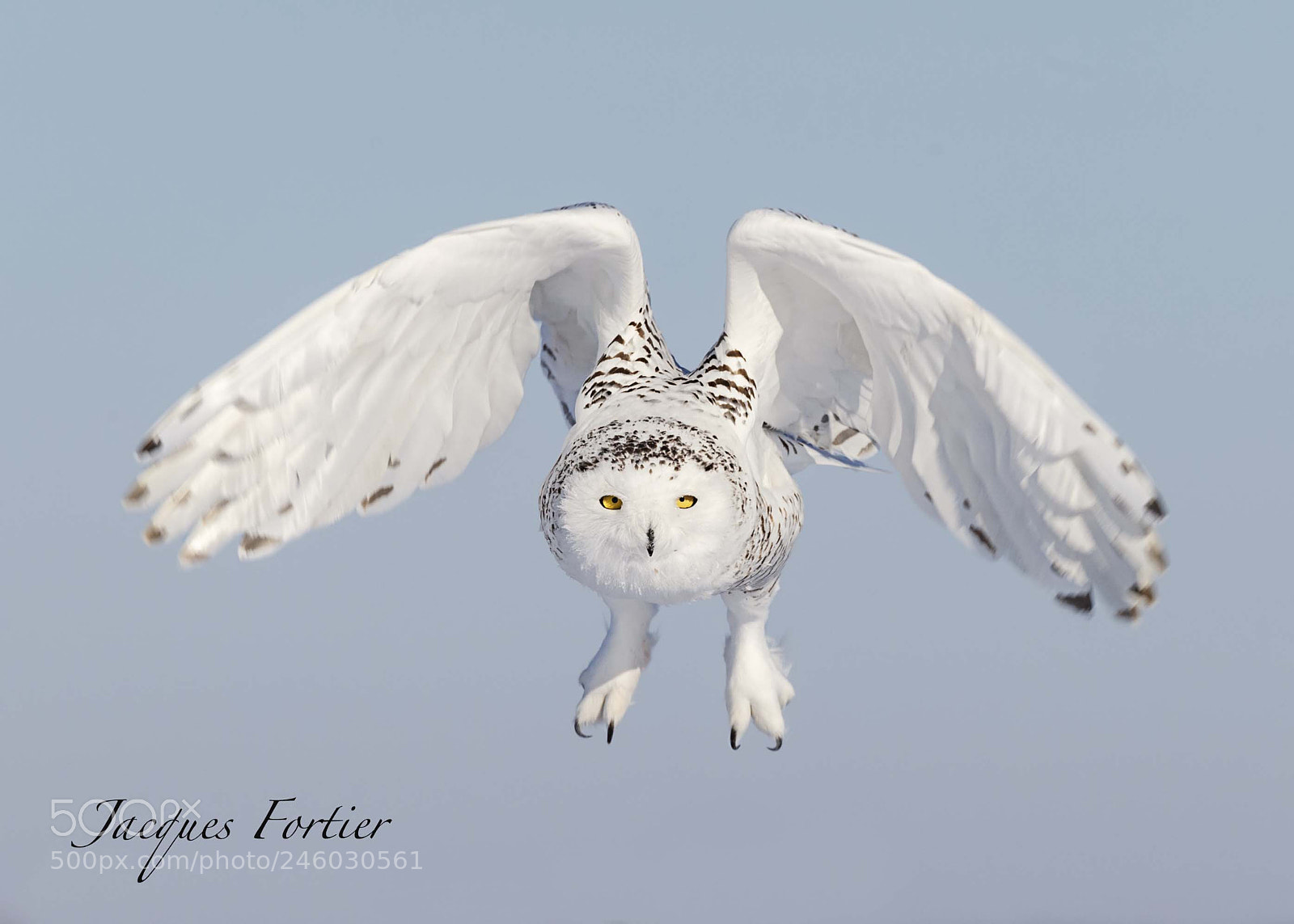 Canon EOS-1D X sample photo. Snowy owl photography