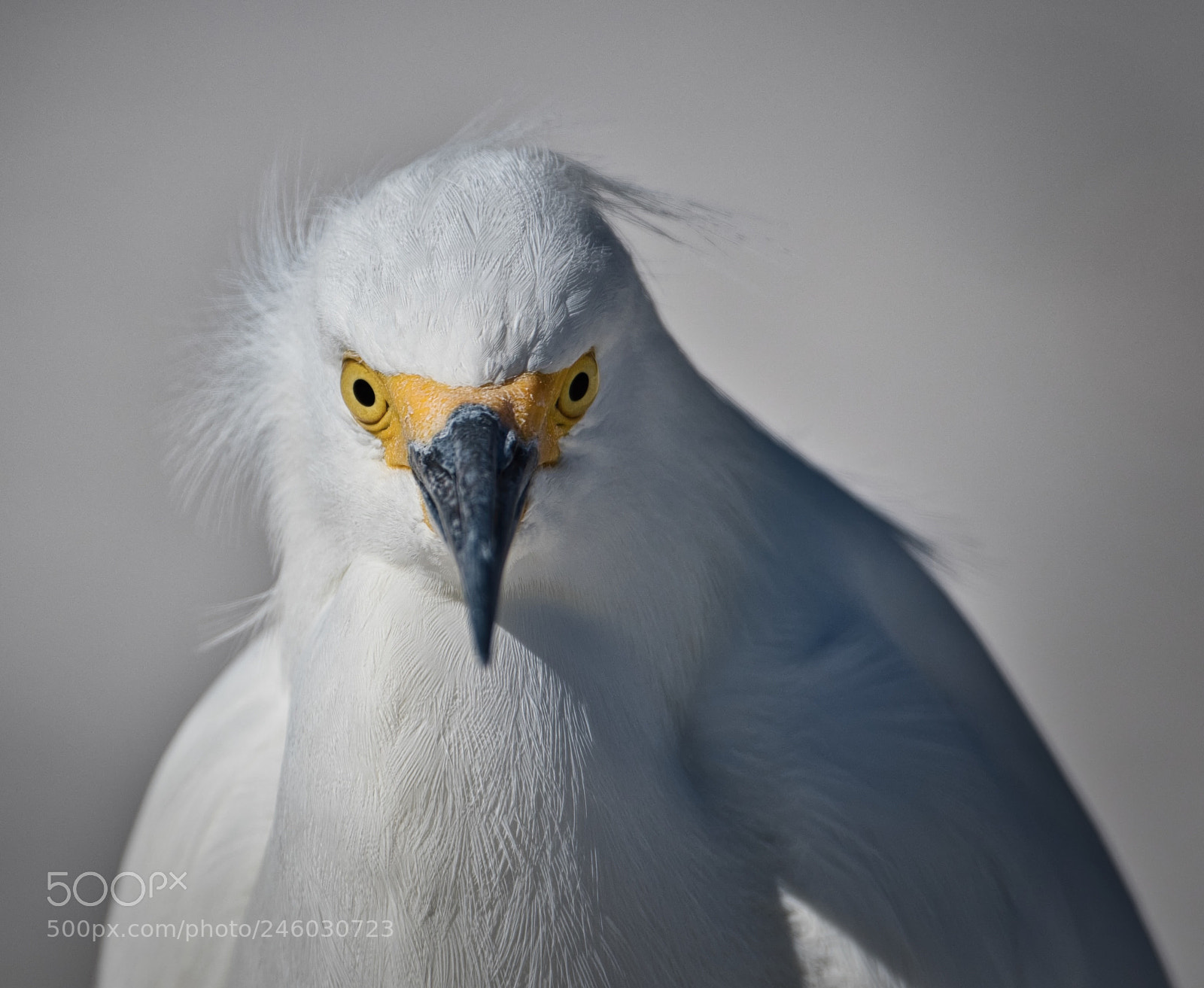 Nikon D500 sample photo. Egret portrait photography