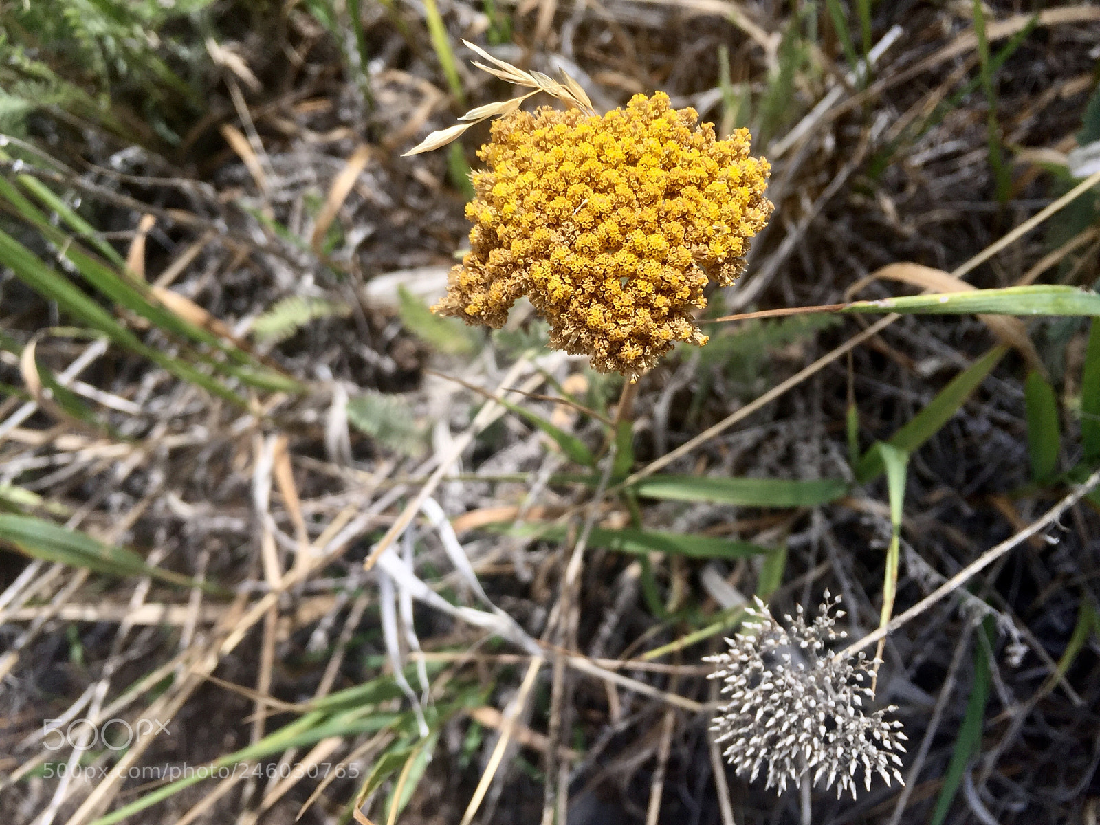 Apple iPhone 6 sample photo. Yellow colorado wildflower photography