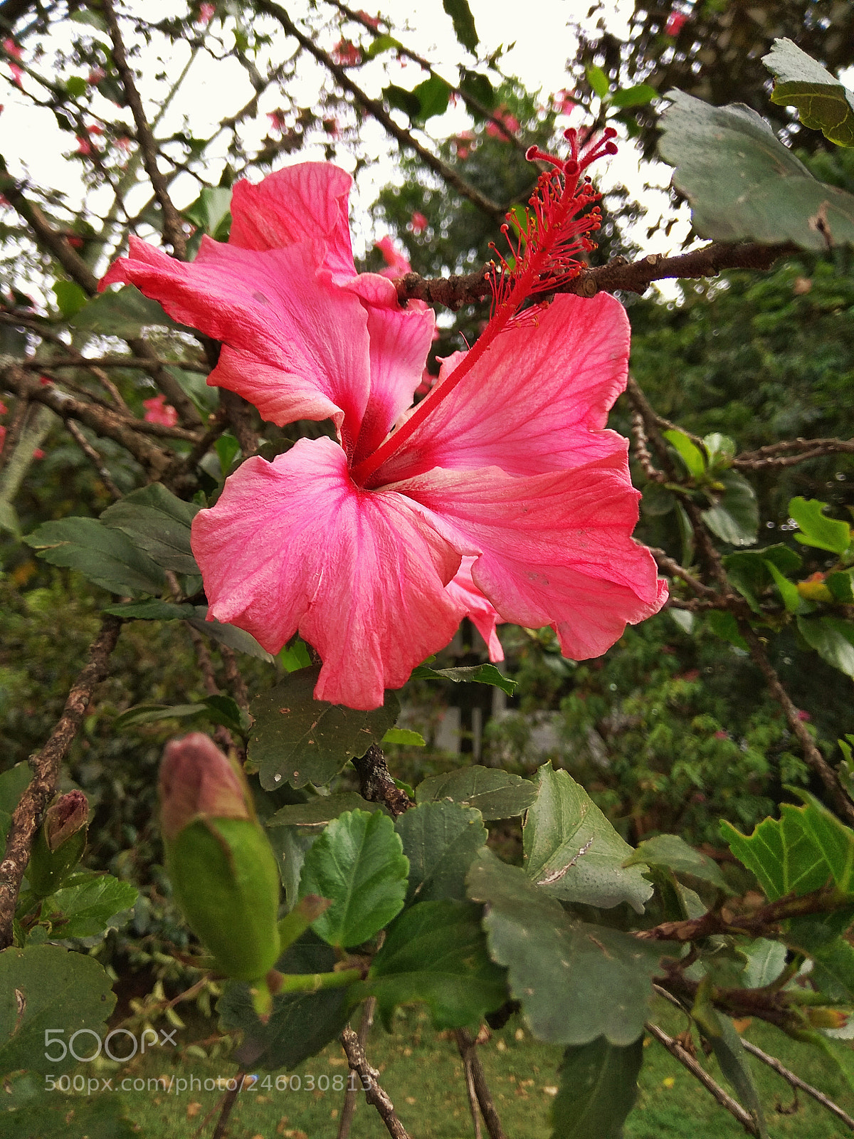 Xiaomi Redmi Note 4 sample photo. Renacer photography