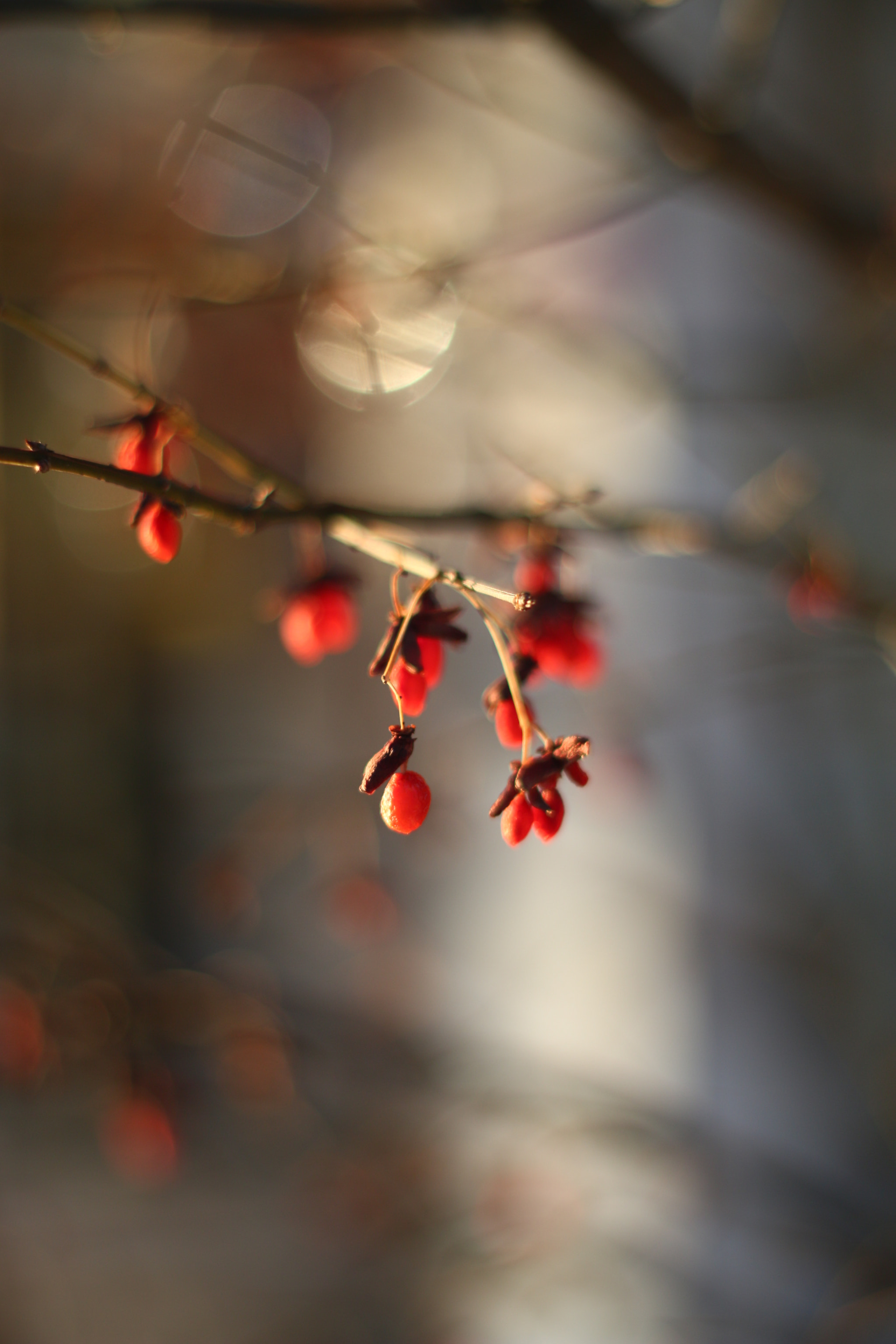 Canon EOS 70D + Canon EF 50mm f/1.8 sample photo