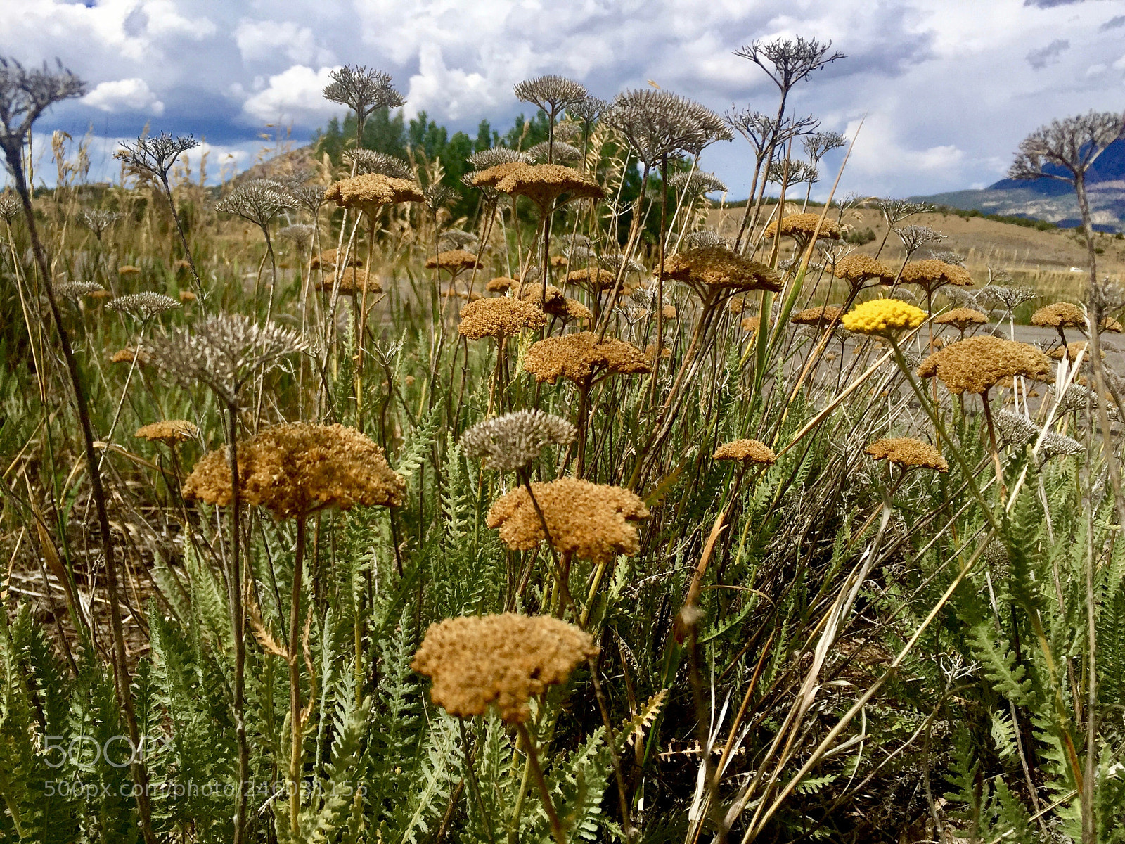 Apple iPhone 6 sample photo. Dried colorado wildflowers in photography