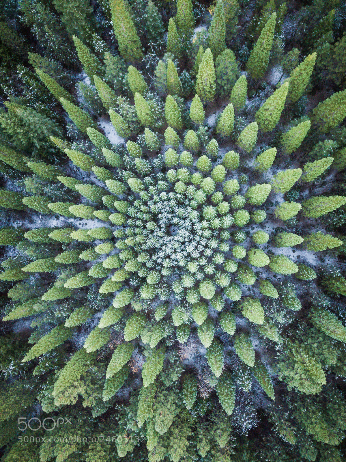 DJI FC220 sample photo. Natures bullseye photography