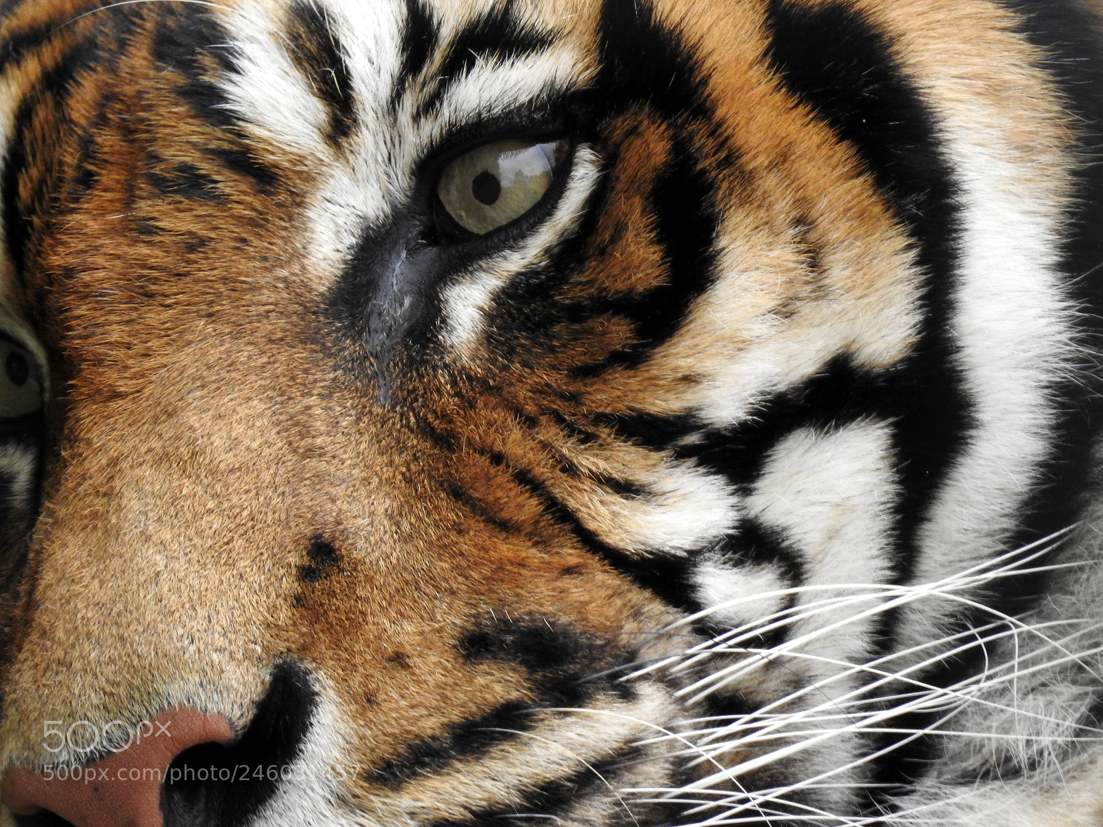 Nikon Coolpix P900 sample photo. Sumatra tiger photography