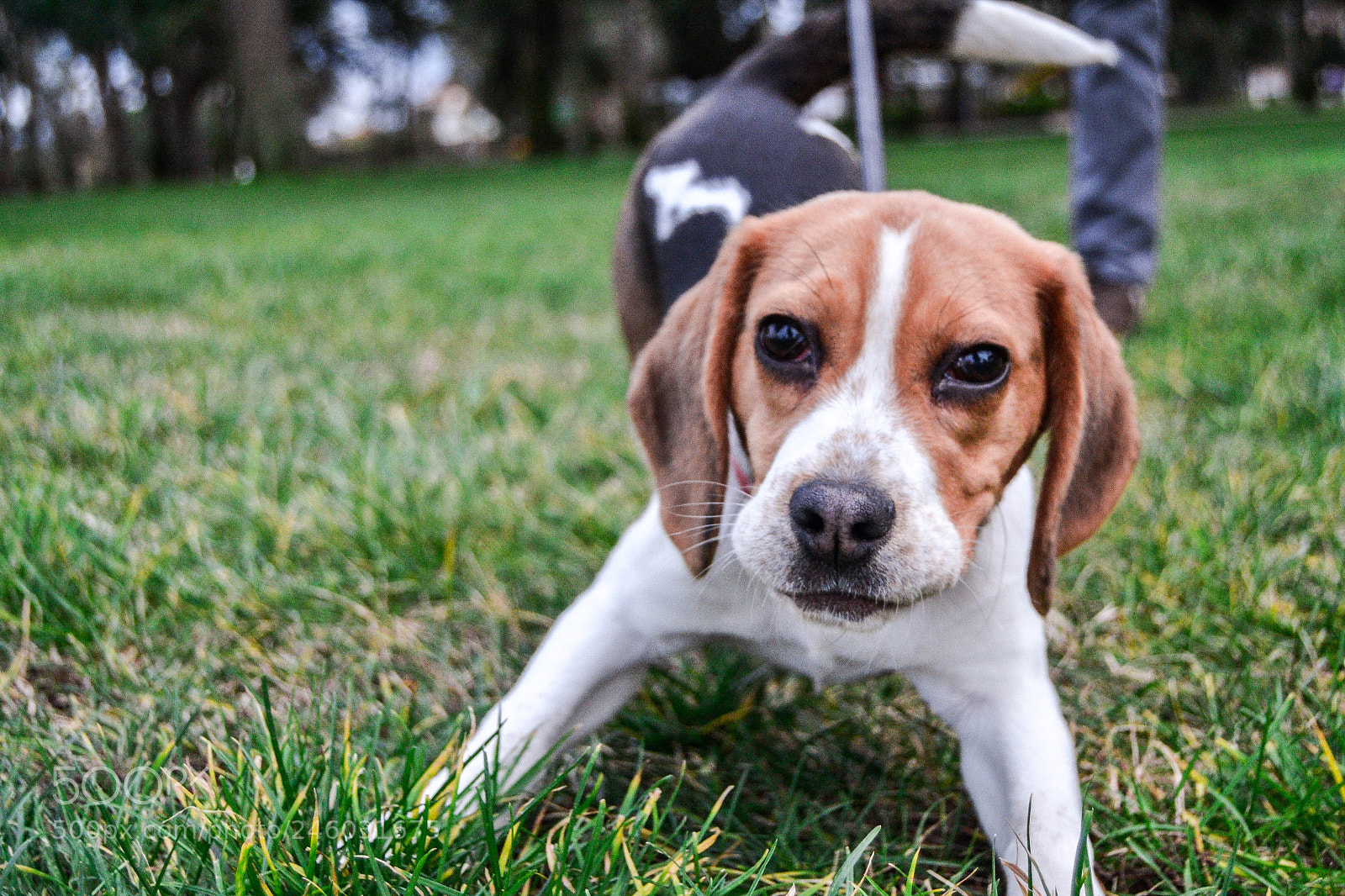 Nikon D3100 sample photo. Beagle photography