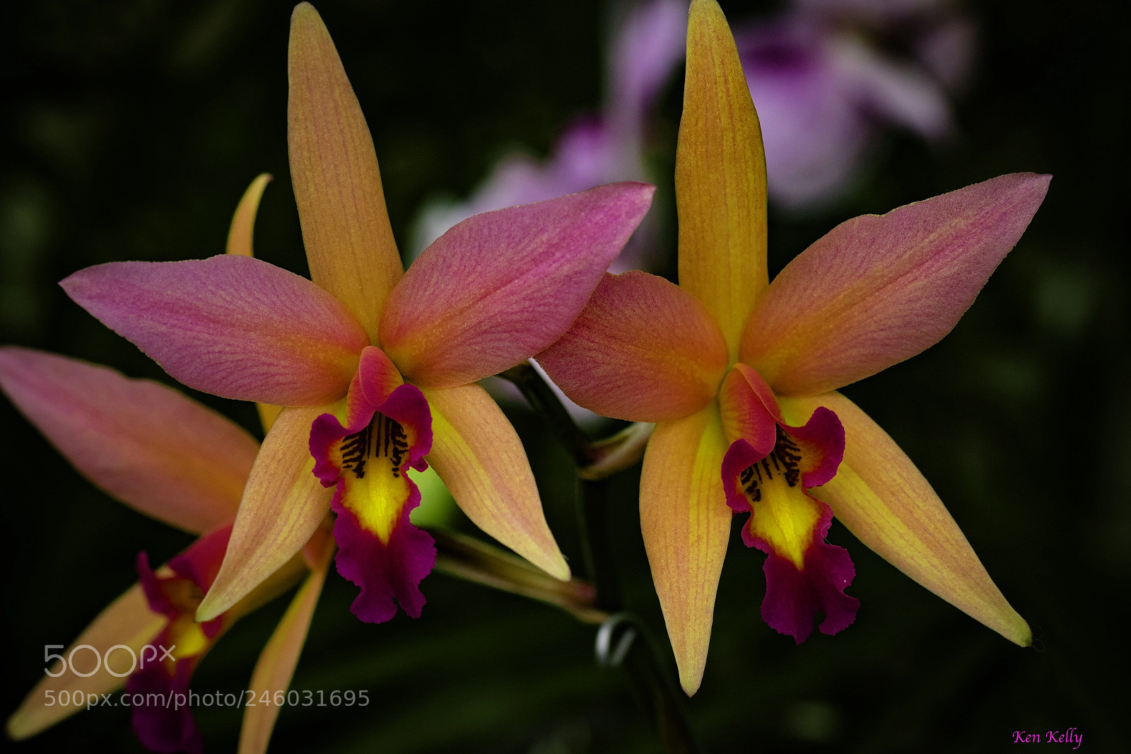 Canon EOS 7D Mark II sample photo. Laelia orchid photography