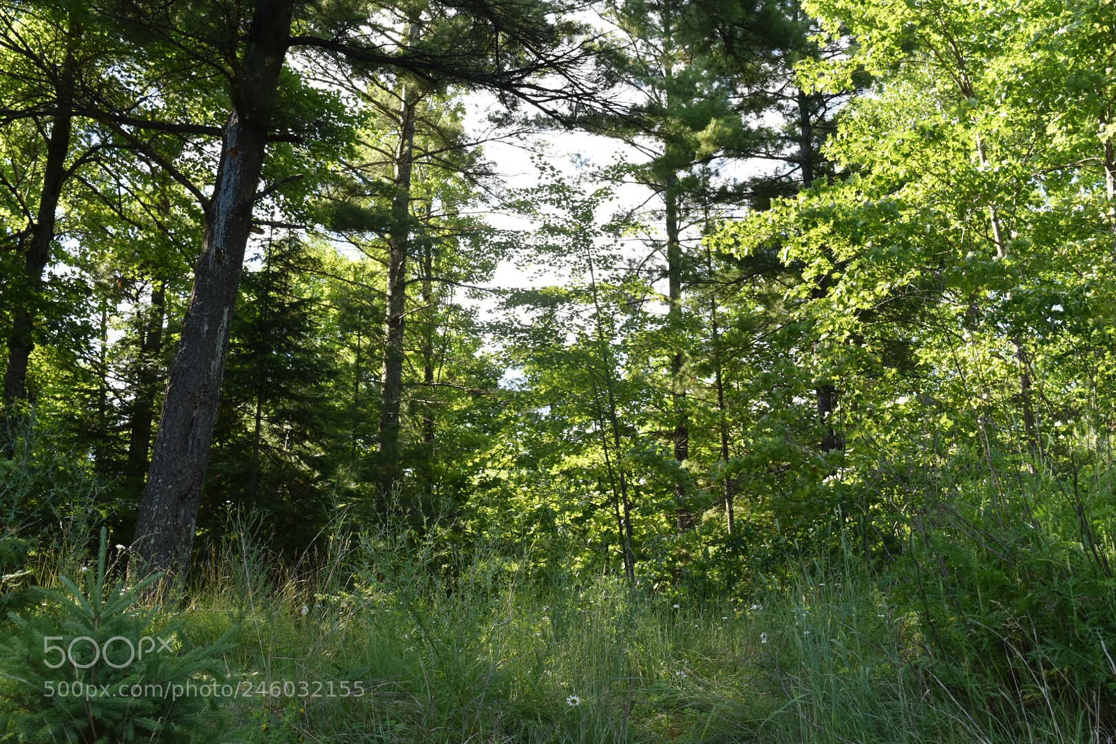 Nikon D5500 sample photo. Forest photography