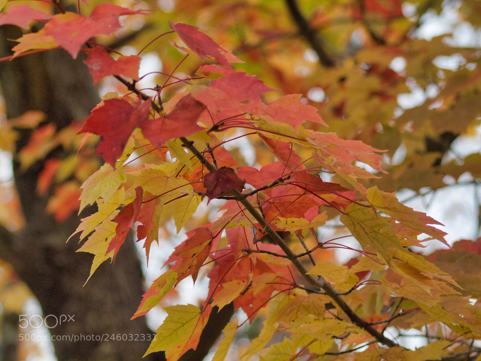 Olympus E-620 (EVOLT E-620) sample photo. Fall color photography