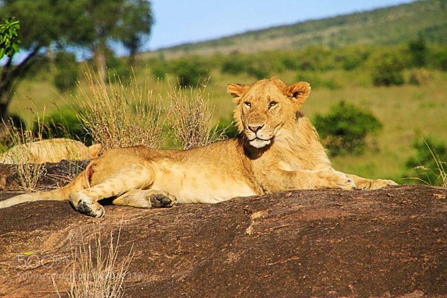 Canon EOS 60D sample photo. African kenya safari photography