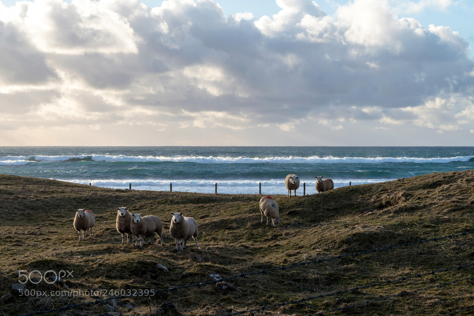 Nikon D5500 sample photo. Warebeth sheep photography