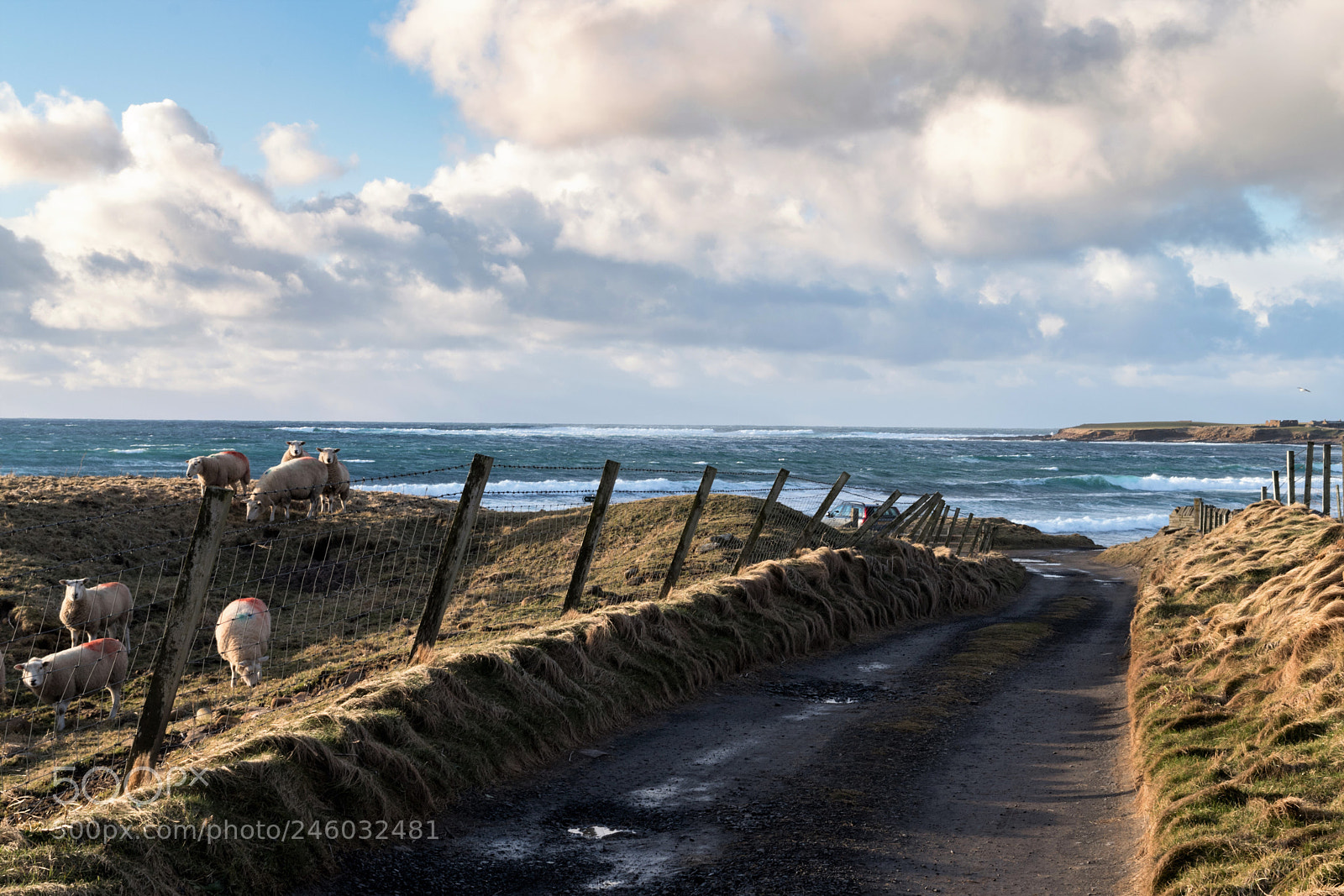 Nikon D5500 sample photo. Warebeth sheep 2 photography