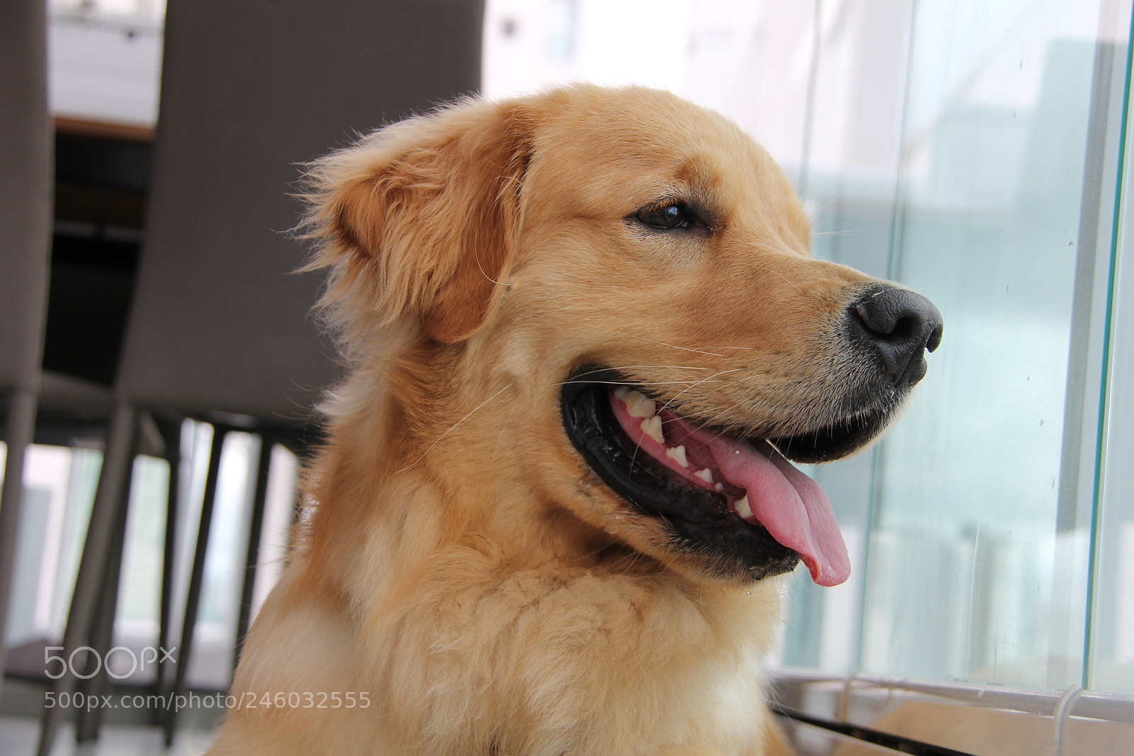 Canon EF-S 18-200mm F3.5-5.6 IS sample photo. Cute golden retriever photography