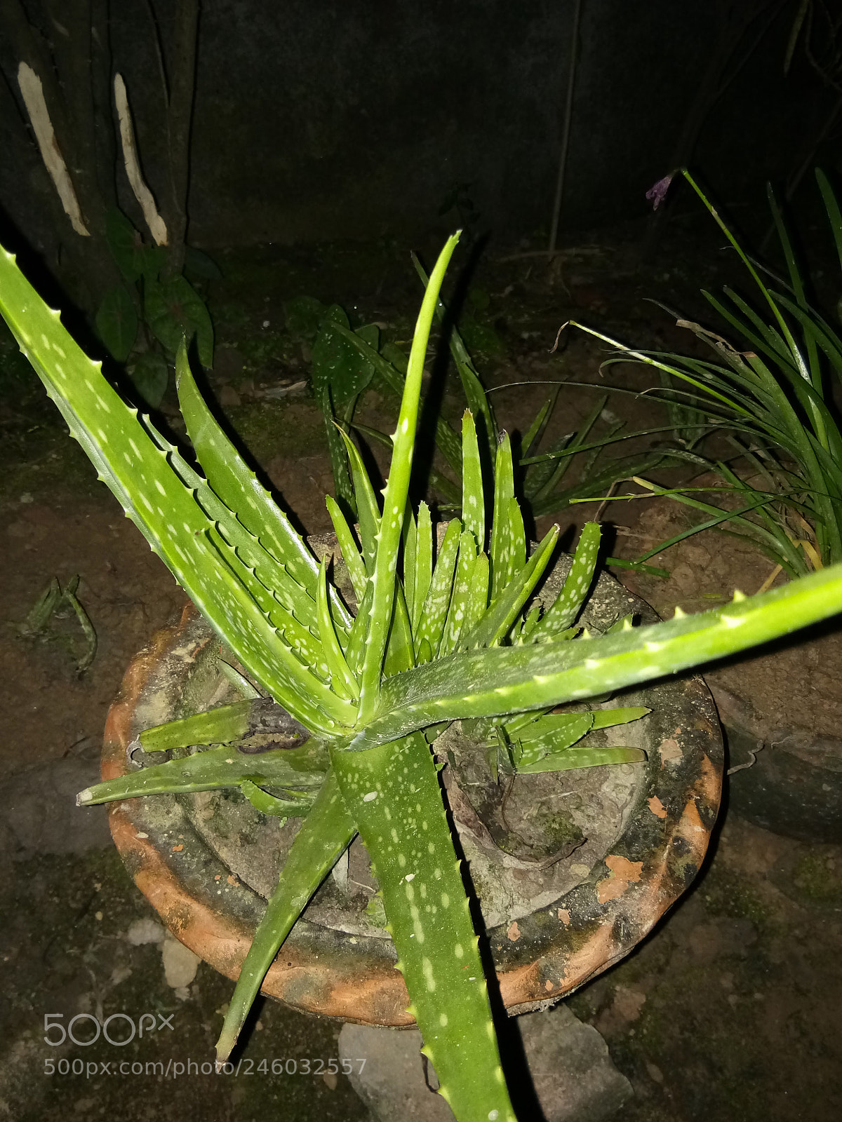 vivo 1601 sample photo. Untitled photography