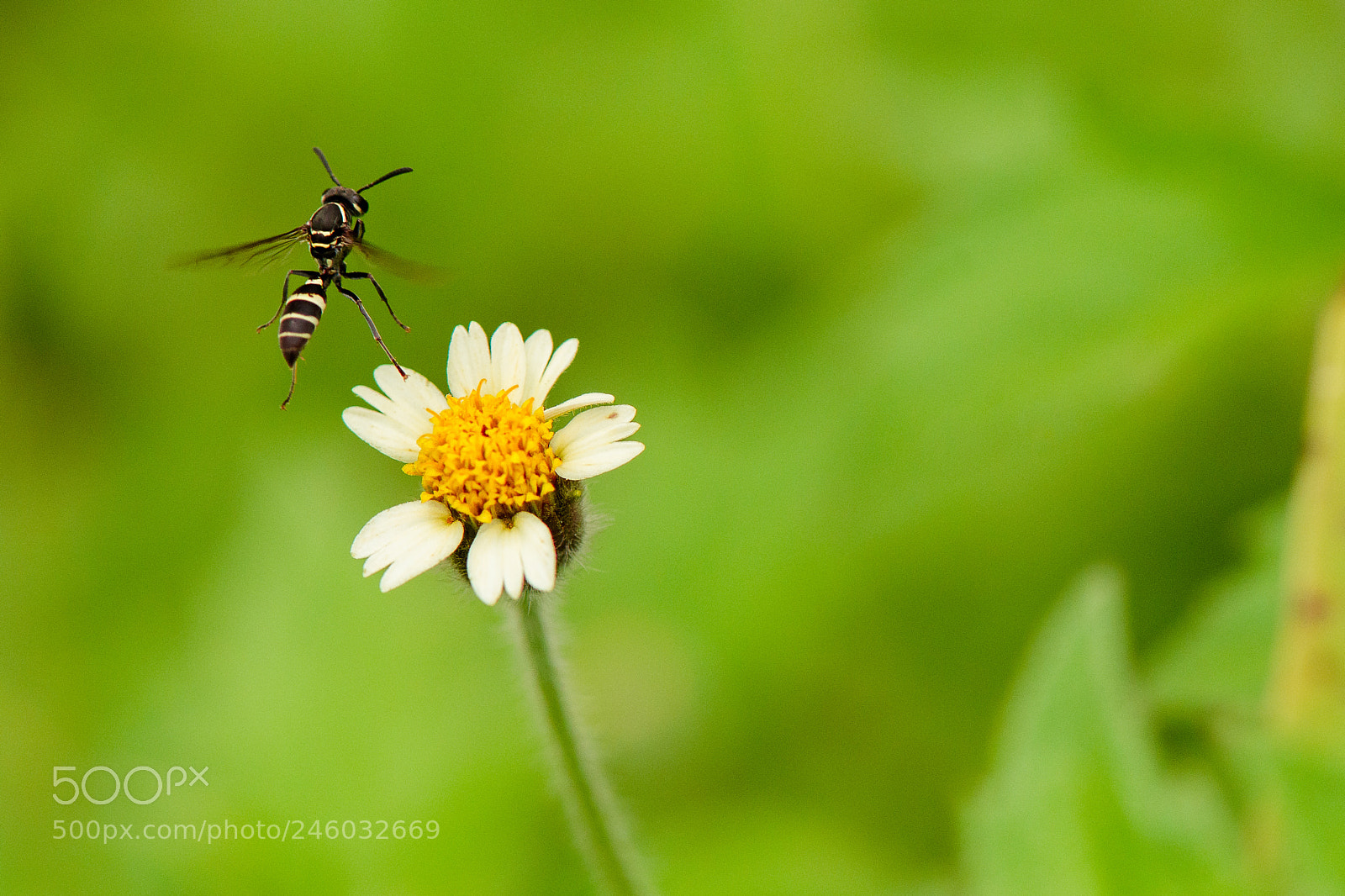 Nikon D800 sample photo. Wasp dangerous photography