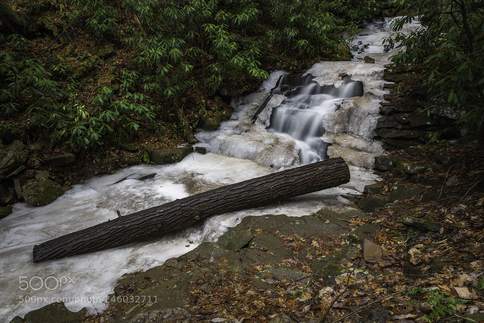 Nikon D610 sample photo. Frozen log photography