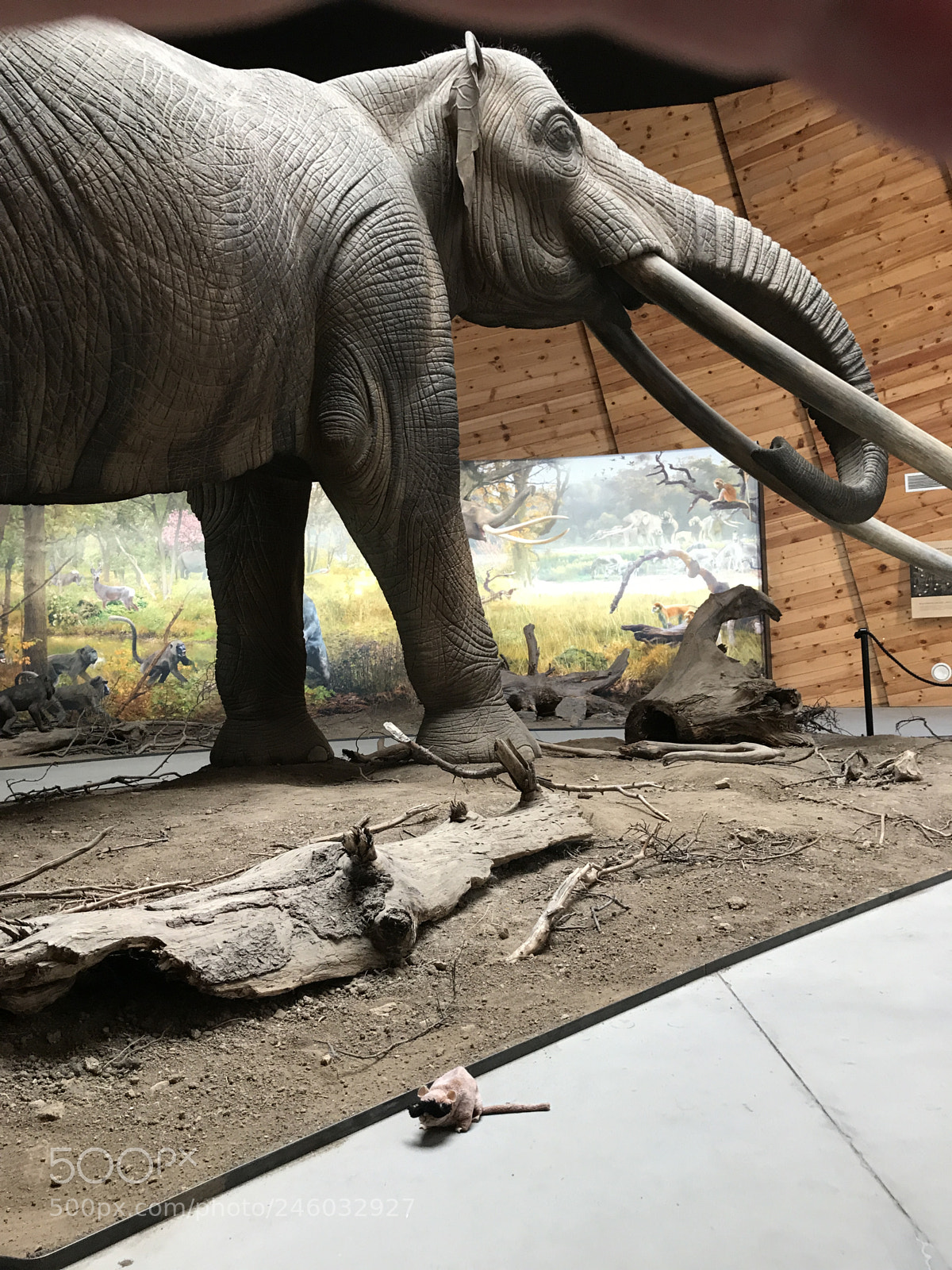 Apple iPhone 7 sample photo. Mammoth dig site near photography